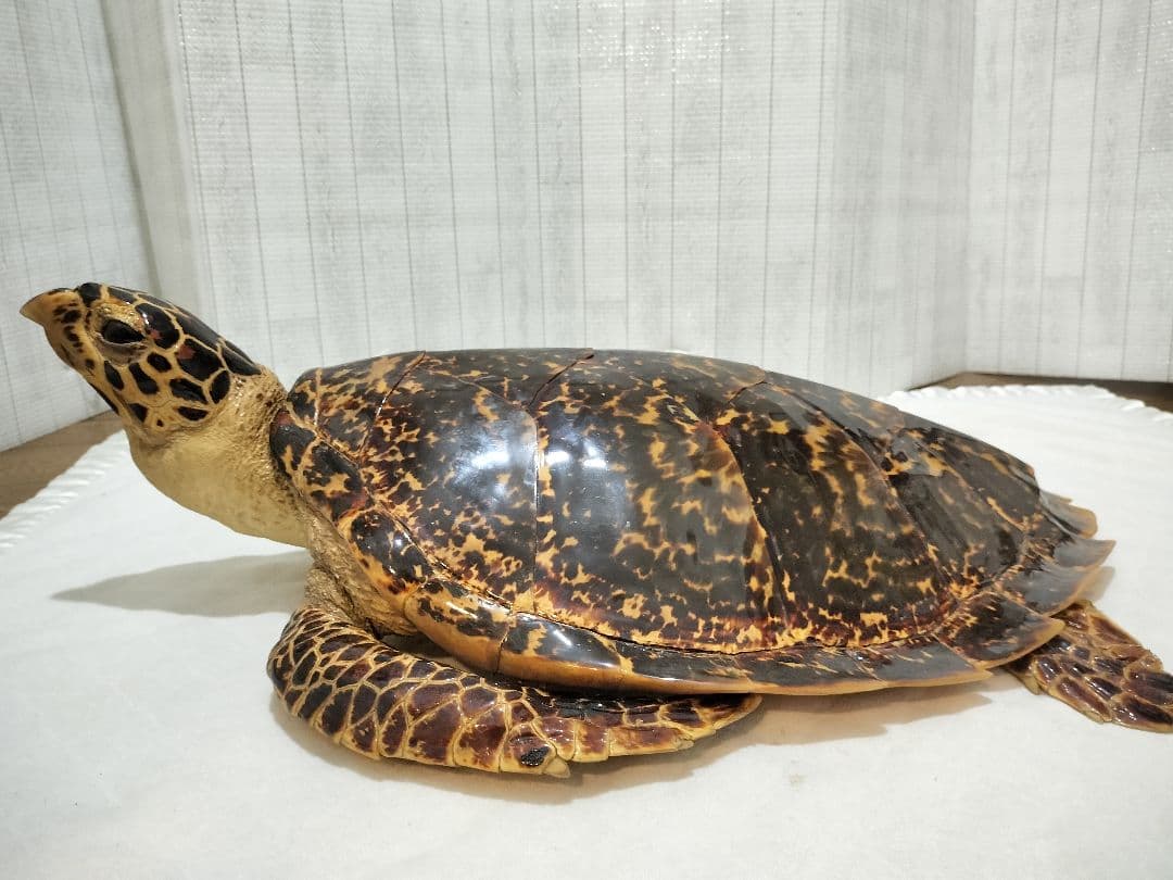 タイマイ べっ甲亀 剥製国際希少野生動植物種登録票有