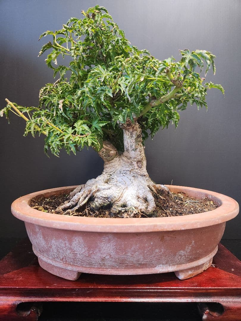 【お年玉価格】獅子頭 シシガシラ 獅子頭紅葉 獅子頭もみじ 盆栽 足元極太 双幹 楽天市場】獅子頭 盆栽の通販