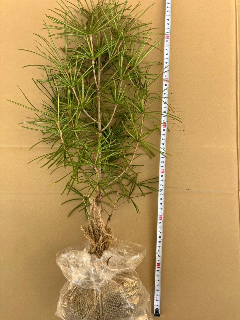 晴様専用 高野槙約60センチ2本 高野槙 22玉 共仕立