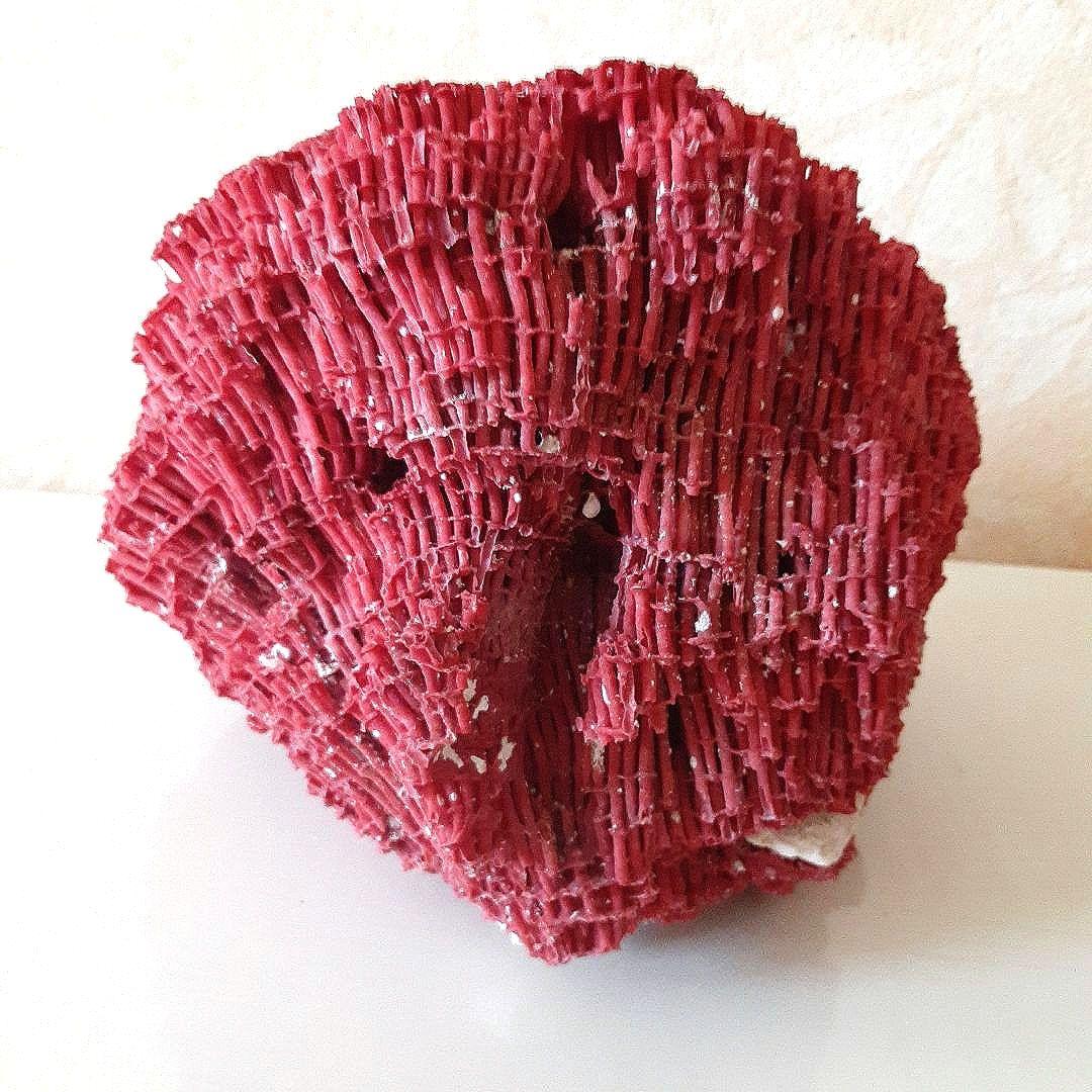 珊瑚礁 サンゴ礁 サンゴ 珊瑚 貝殻 パイプオルガン珊瑚 インテリア