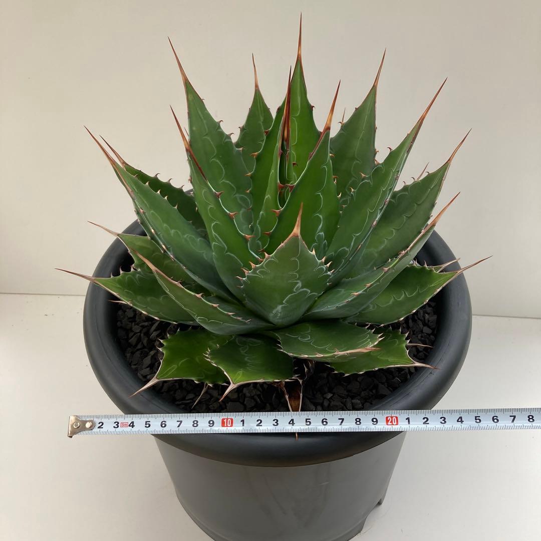 アガベ モンタナ 特大 - メルカリ
