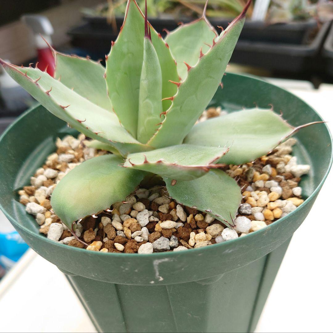 アガベ パラサナ×トランカータ ハイブリッド - メルカリ