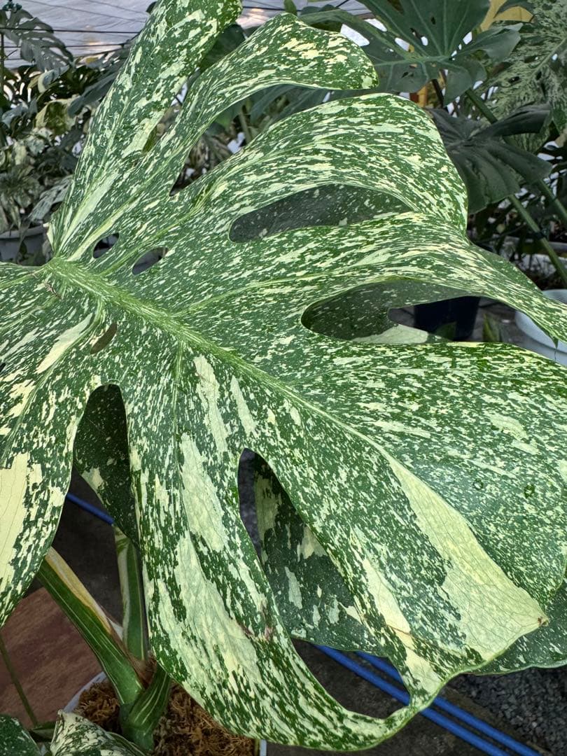 k*u様 9モンステラ タイコンステレーション スターライト