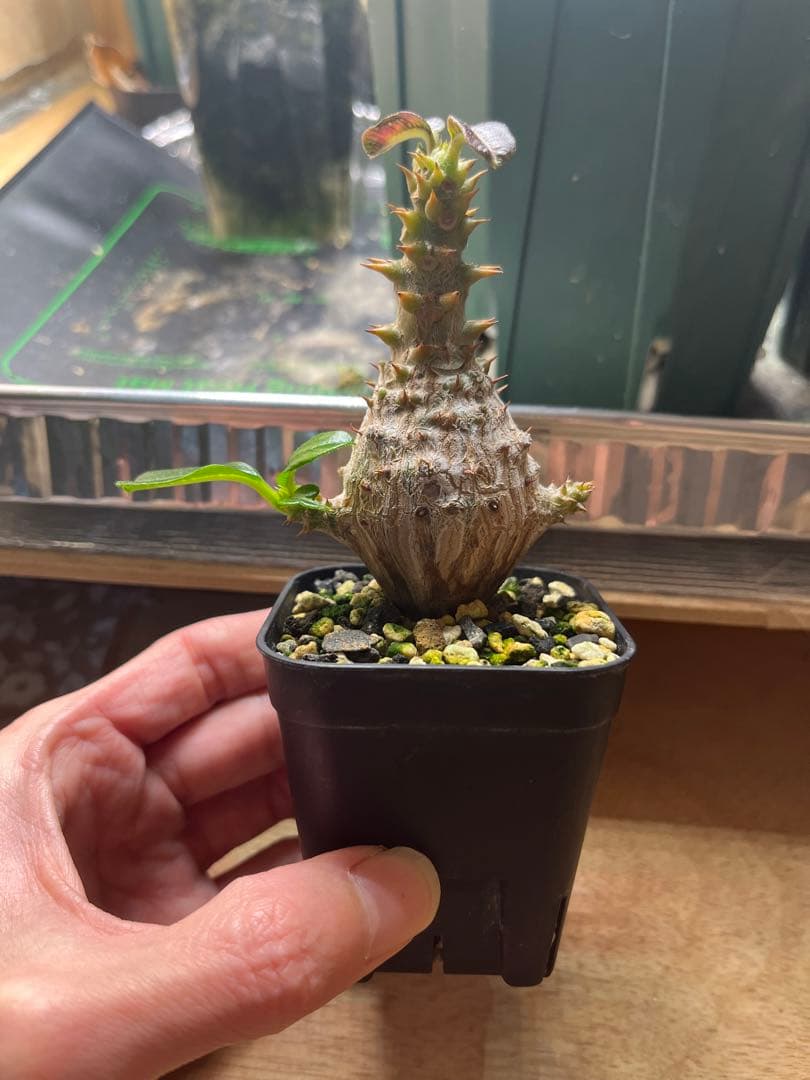 早い者勝ち 極太 国内実生 ウィンゾリー パキポディウムウィンゾリー パキポディウムウィンゾリー | STORES