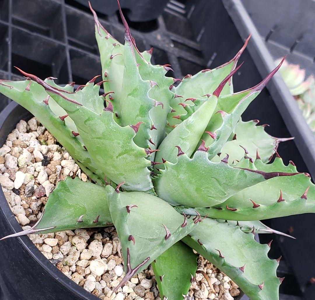 け*ま様 アガベ マルガリータ ハイブリッド 仔株【陽炎】検)パリー