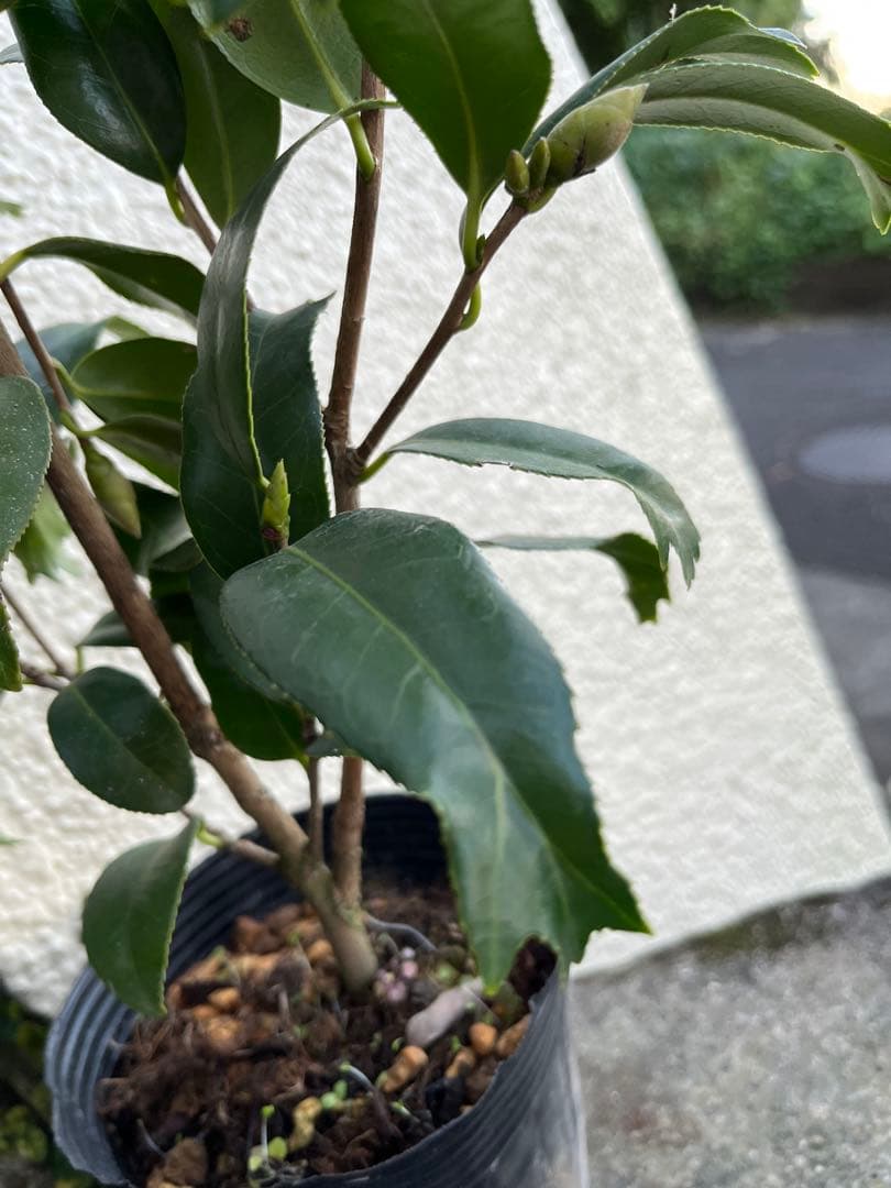 椿 紅ト伴(べにぼくはん）、白侘介金魚葉椿の2種2鉢 蕾沢山 宅急便