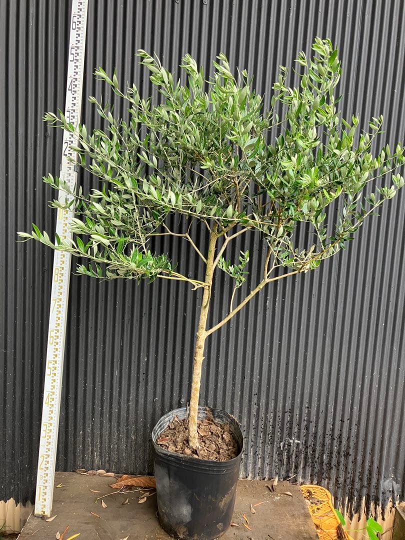 オリーブの木　カヨンヌ　2 珍しい品種 オリーブの木 カヨンヌ その他インテリア雑貨 PLANTS SHOP