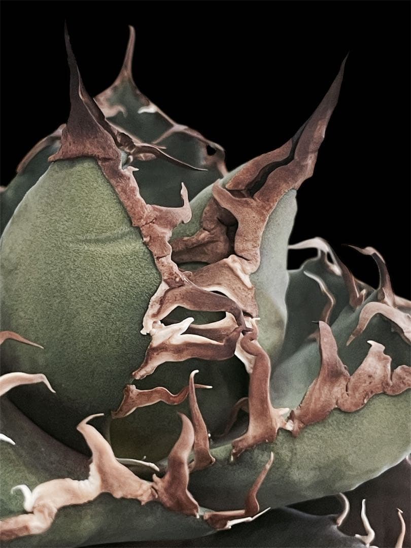 レア特価【CG産】アガベ チタノタ シチリア スパチタ カクタスグリーン