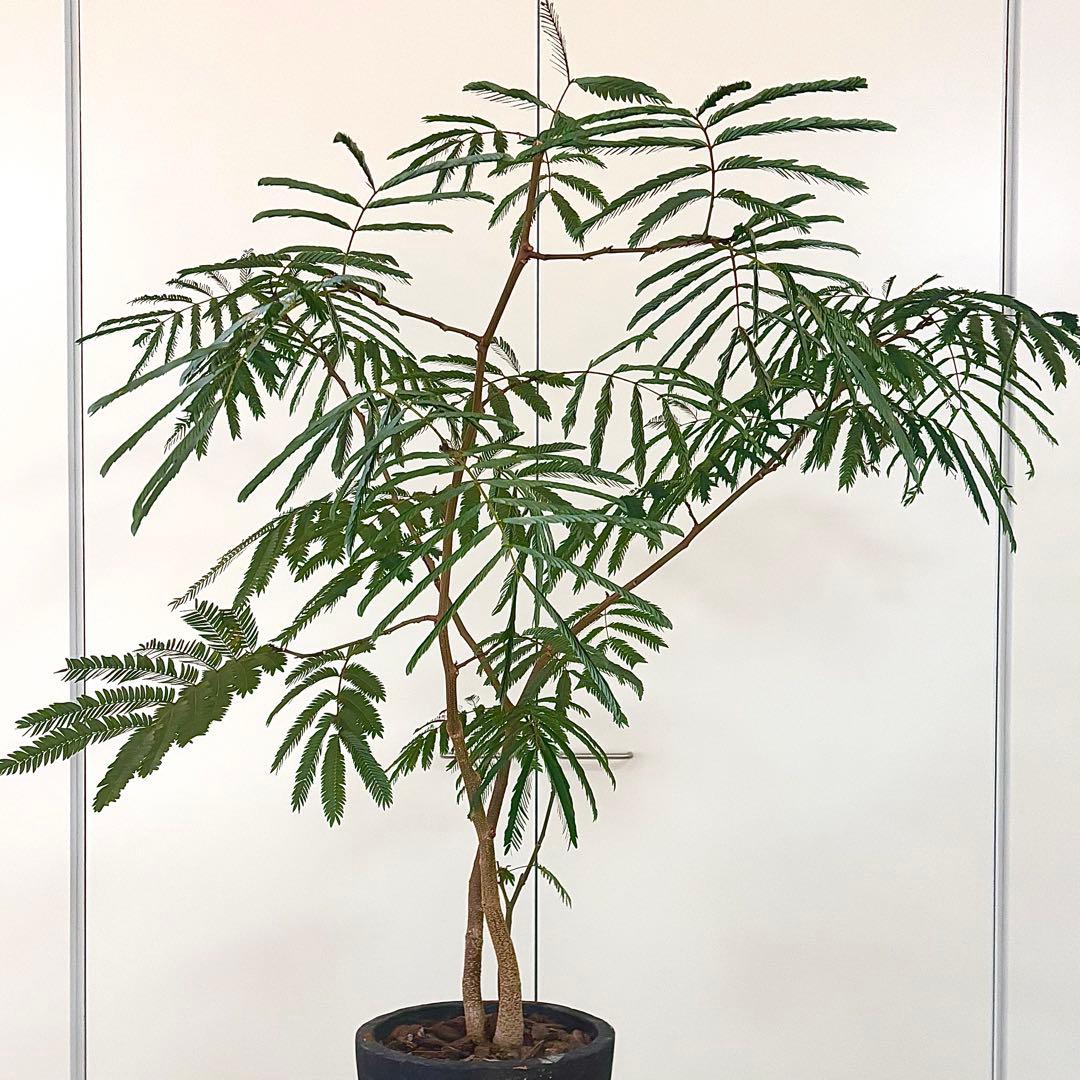 エバーフレッシュ 高さおよそ100cm 中株 ネムノキ 鉢ごと ネムノキ エバーフレッシュ 7号の通販 | GreenSnap STORE(グリーン