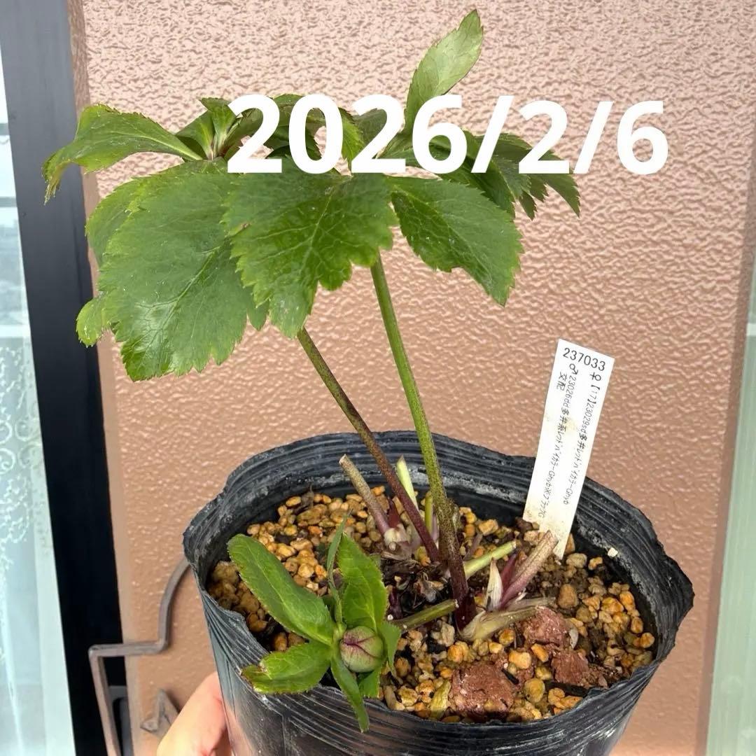 【加藤農園】クリスマスローズ　小輪sd グリーンバイカラー　《2/17》