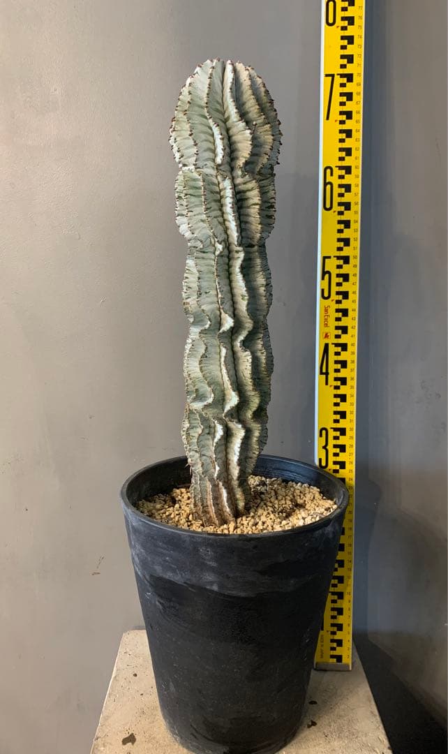 ユーフォルビア ポリゴナ ユーフォルビア ポリゴナ – アぺロ・ヒュ―レ