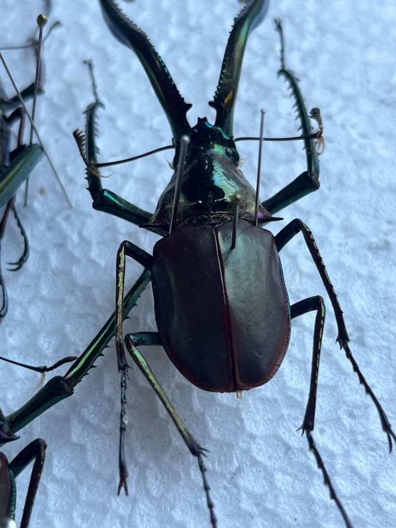 未展足73mm】ホロメタリクスチリクワガタ シワバネクワガタ