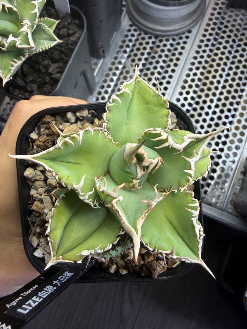 アガベ チタノタ lize血統 大白鯊 ホホジロザメ - メルカリ