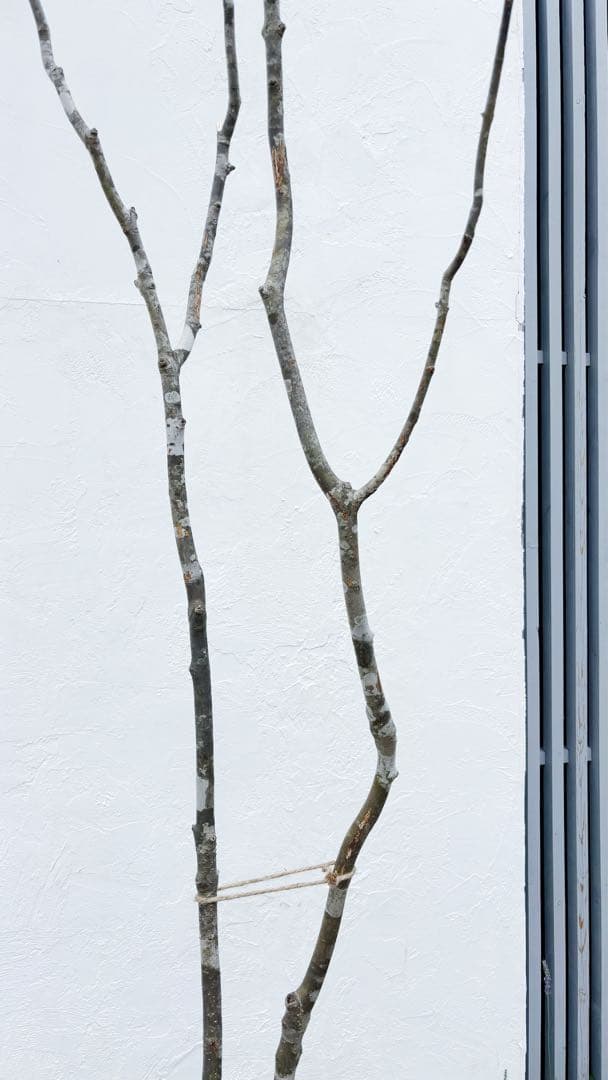 夏輝リクエスト2点