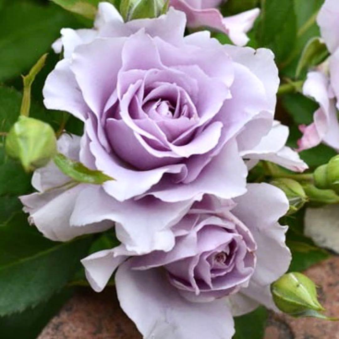 バラ苗 バラ挿し木苗 そ◯ 和バラ 青バラ 強香 - メルカリ