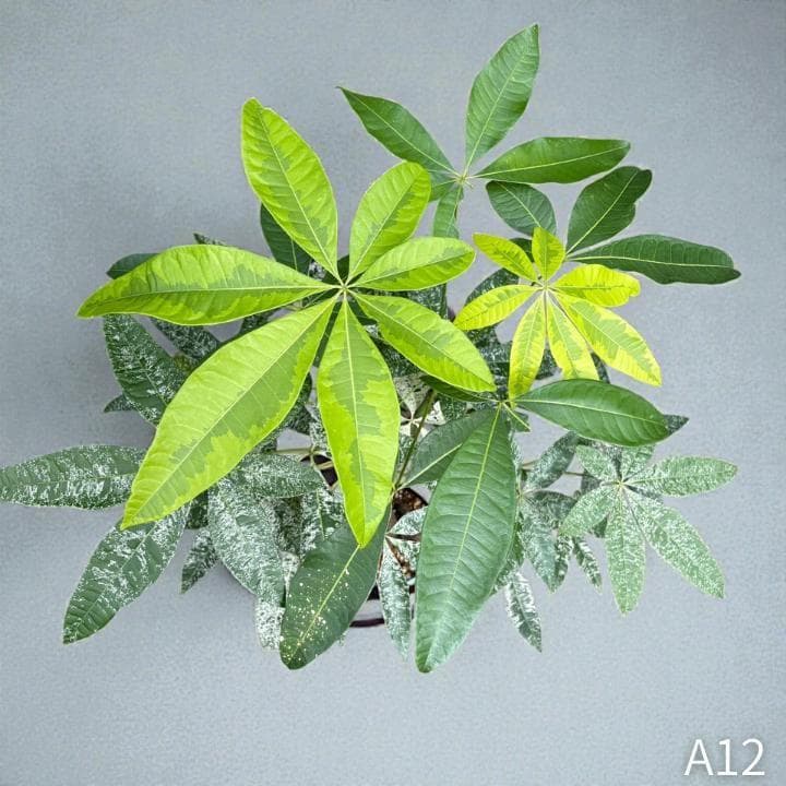 パキラ｜ミルキーウェイ × ムーンライト｜四箇所接木｜無機質用土