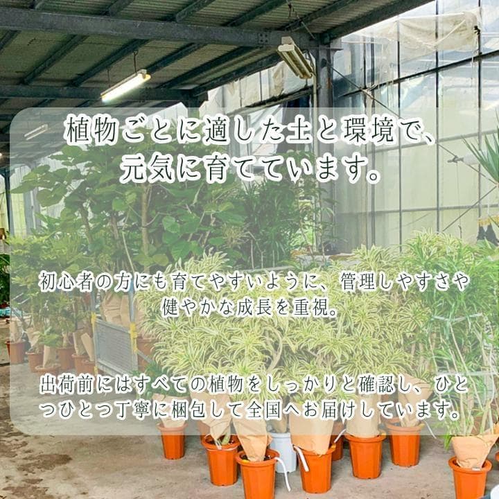 パキラ｜ミルキーウェイ × ムーンライト｜四箇所接木｜無機質用土