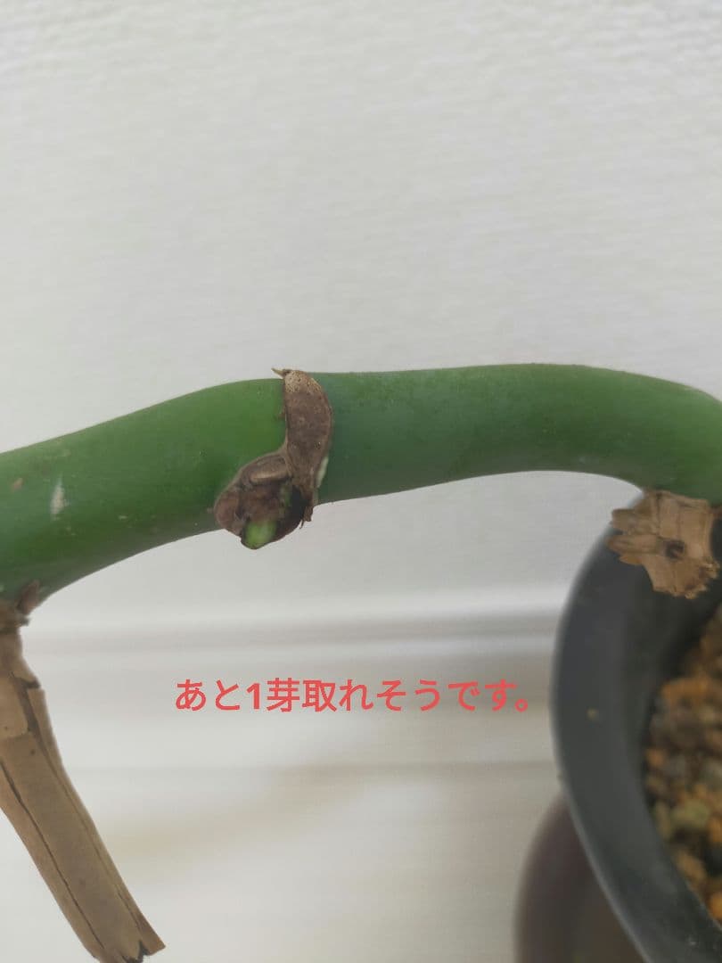 モンステラsp 多分ボルシギアナ 枝変りかな②｜モンステラsp 多分