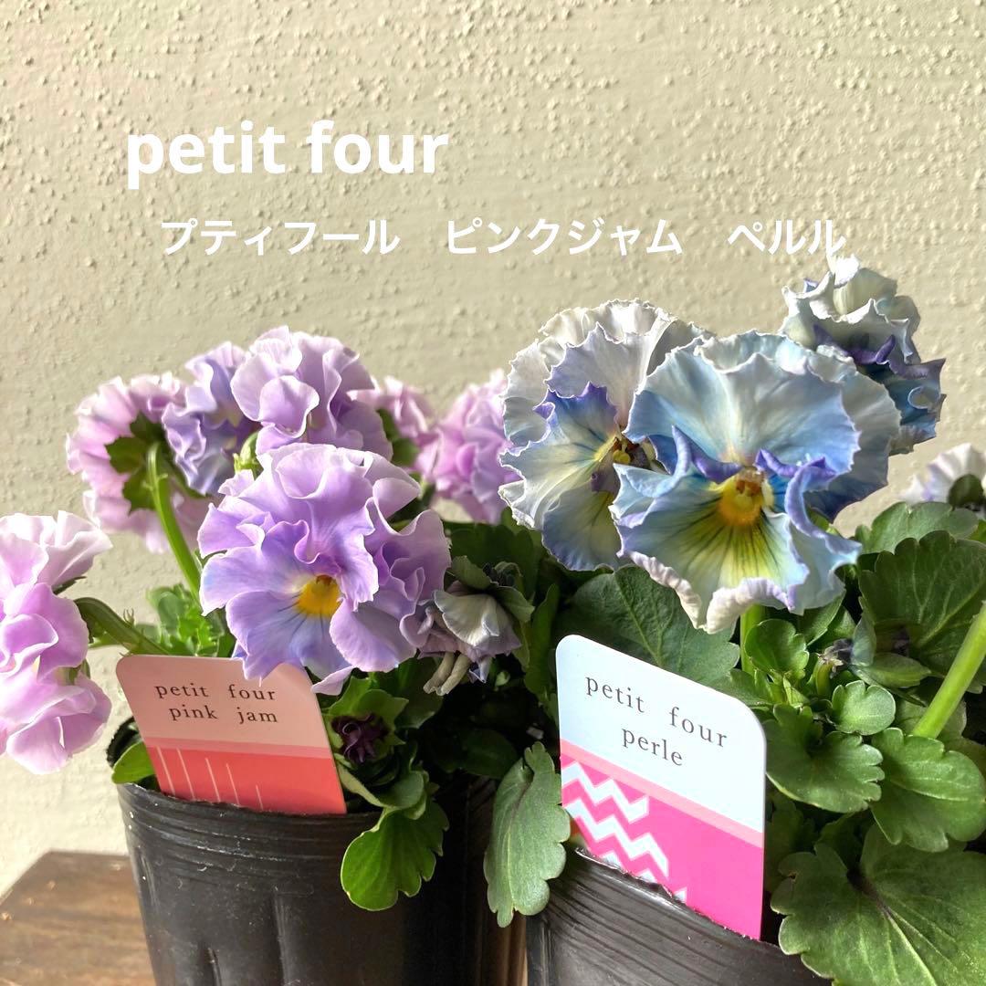 プティフール ペルル ビオラ 青 ハルグリン petit four 花 苗 - メルカリ