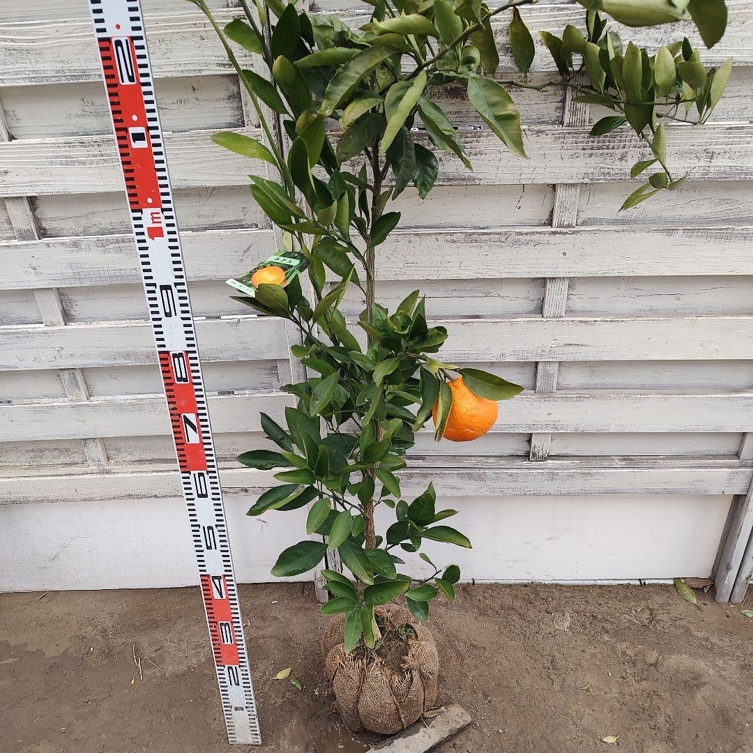 田口早生みかん 3年生 苗木 幹太め