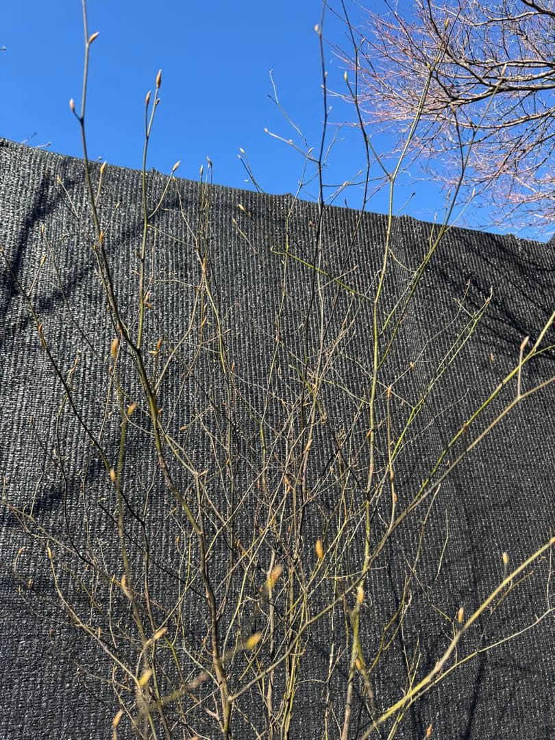 クロモジ 山採り 【品番3535】 - メルカリ