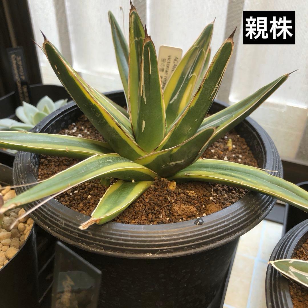 アガベ 笹の雪 黄覆輪 【子株】【抜き苗】 - メルカリ