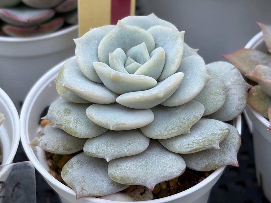 おらいさん苗12個セット そわそわオマケで13苗ミックスベリア