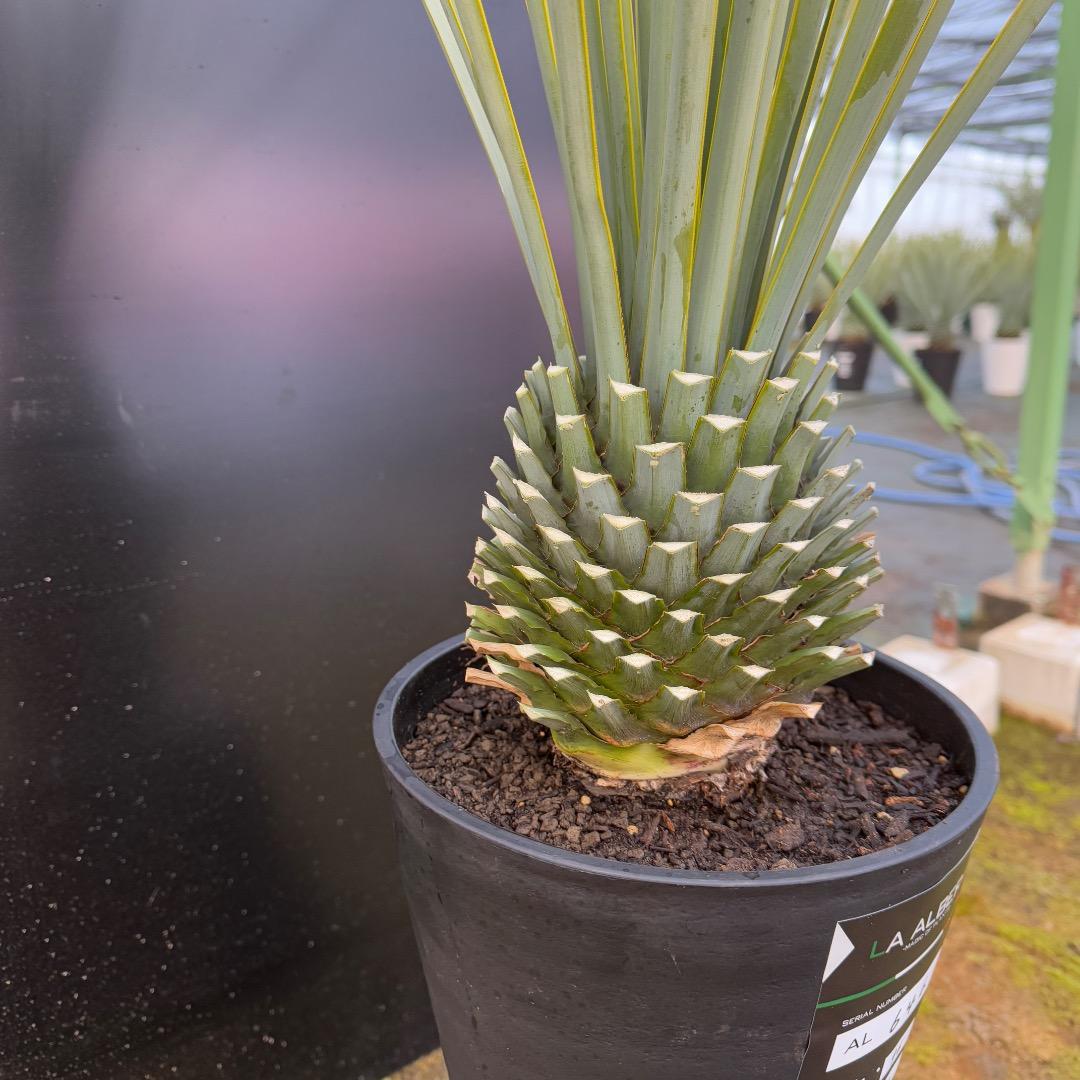 AL646】ユッカ リギダAL1154】ユッカ リギダ ホワイト個体 24cm鉢