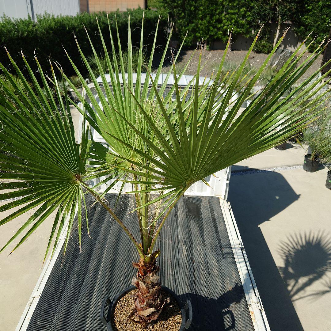 ゆ*ん様 【BFセール】ワシントンヤシ《Lサイズ・H＝約1.7m・13号》191