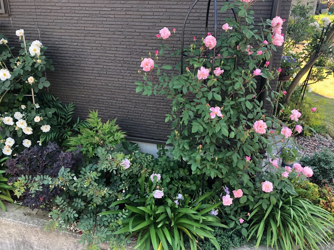 イングリッシュローズ【大苗】メアリー ディレイニー（モーティマー