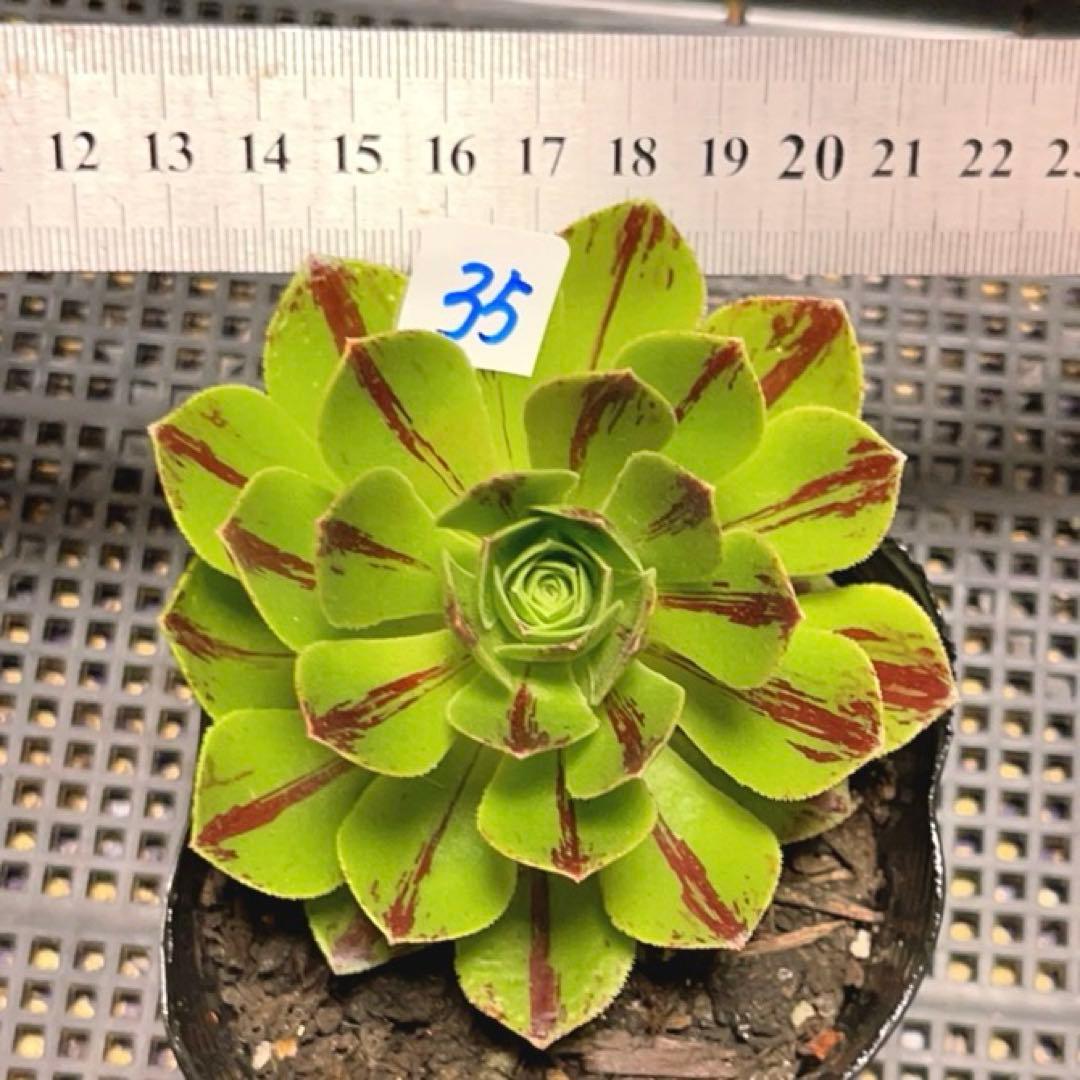 35#多肉植物アエオニウム錦❤️碧火❤️1大頭9cm 拔き苗 - メルカリ