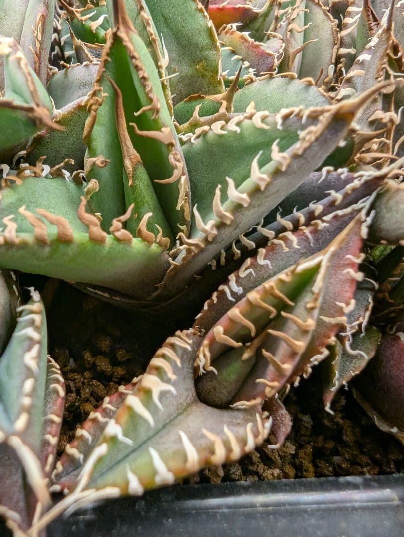 イランナーセリー選抜株 ドラゴンクロウ イラン直輸入株 アガベ チタノタ