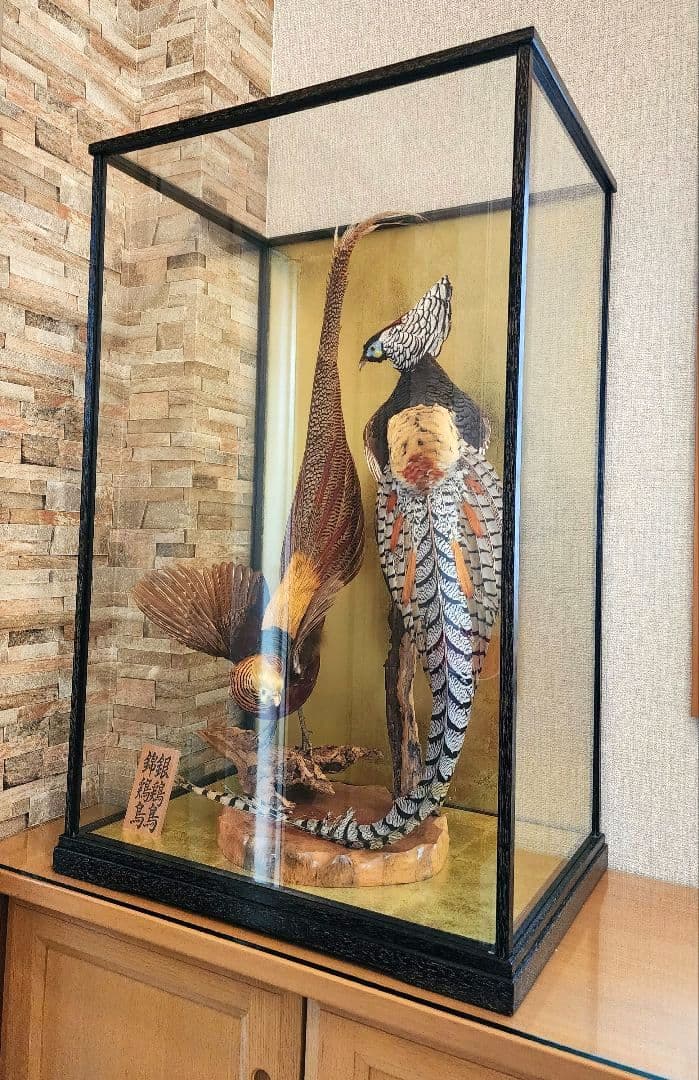 特大 銀鶏鳥 錦鶏鳥 剥製 置物 高級木製枠ガラスケース - メルカリ