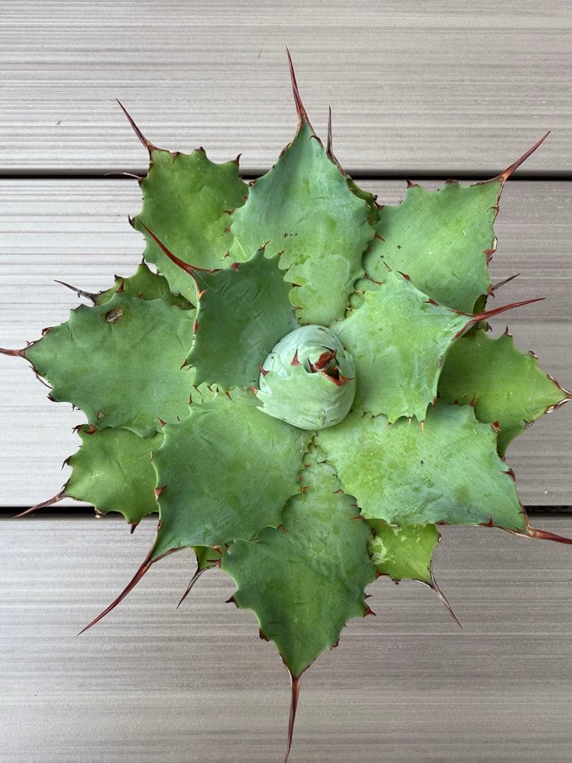 アガベ　チェリースウィーズル　ポタトラム　パリー　　オバティフォリア アガベ ポタトラム 'チェリースウィズル' (Agave potatorum