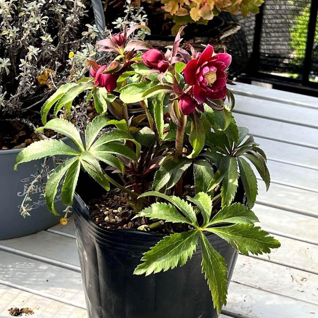 k*2様 ☘️超レア☘️根パンパン❤️しっかり元気株❤️92⭐️唯一無二【クッキ