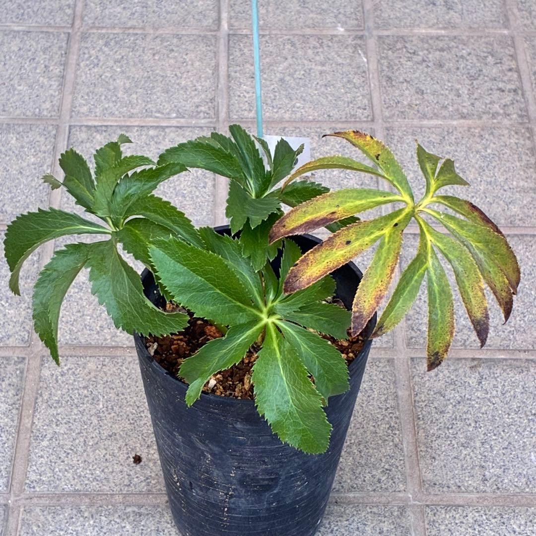 k*2様 ☘️超レア☘️根パンパン❤️しっかり元気株❤️92⭐️唯一無二【クッキ