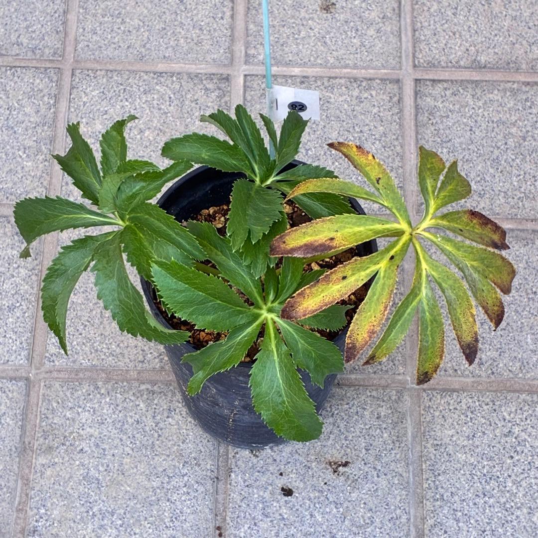 k*2様 ☘️超レア☘️根パンパン❤️しっかり元気株❤️92⭐️唯一無二【クッキ