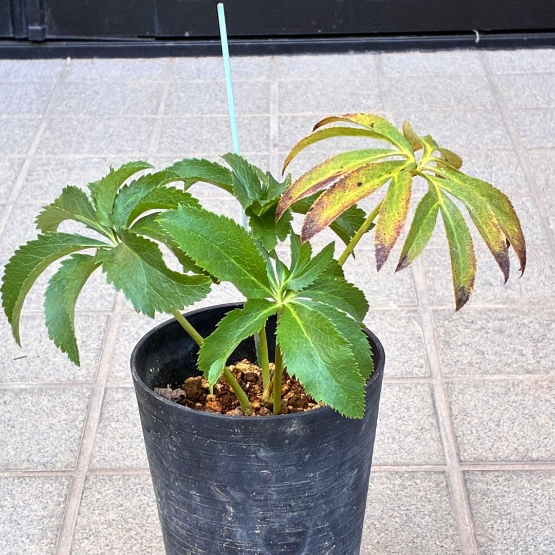 k*2様 ☘️超レア☘️根パンパン❤️しっかり元気株❤️92⭐️唯一無二【クッキ