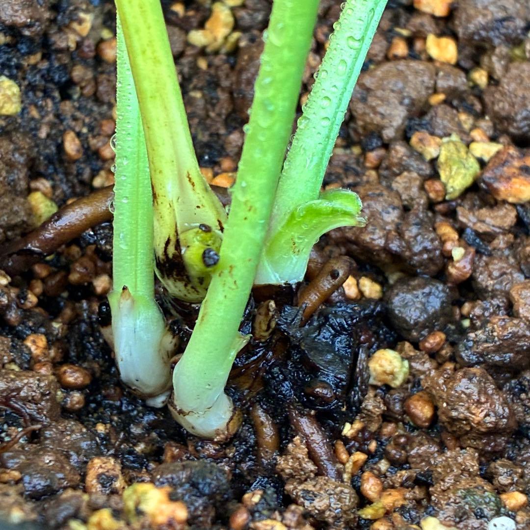 k*2様 ☘️超レア☘️根パンパン❤️しっかり元気株❤️92⭐️唯一無二【クッキ