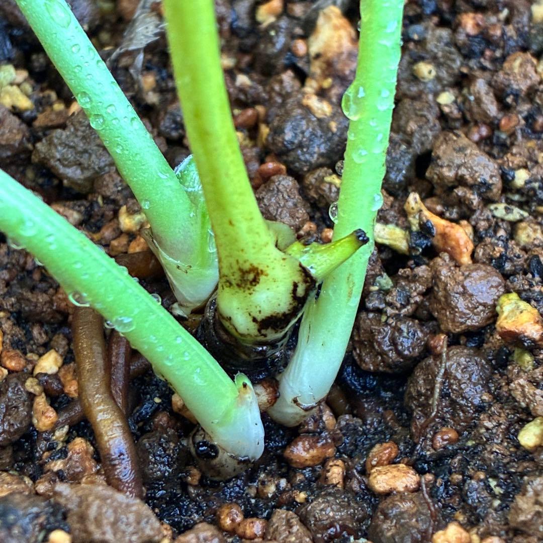 k*2様 ☘️超レア☘️根パンパン❤️しっかり元気株❤️92⭐️唯一無二【クッキ