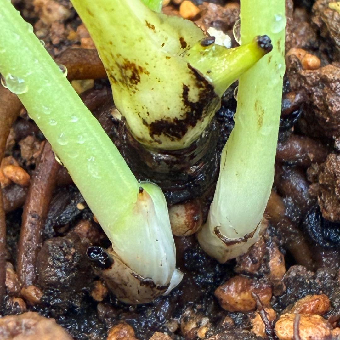 k*2様 ☘️超レア☘️根パンパン❤️しっかり元気株❤️92⭐️唯一無二【クッキ