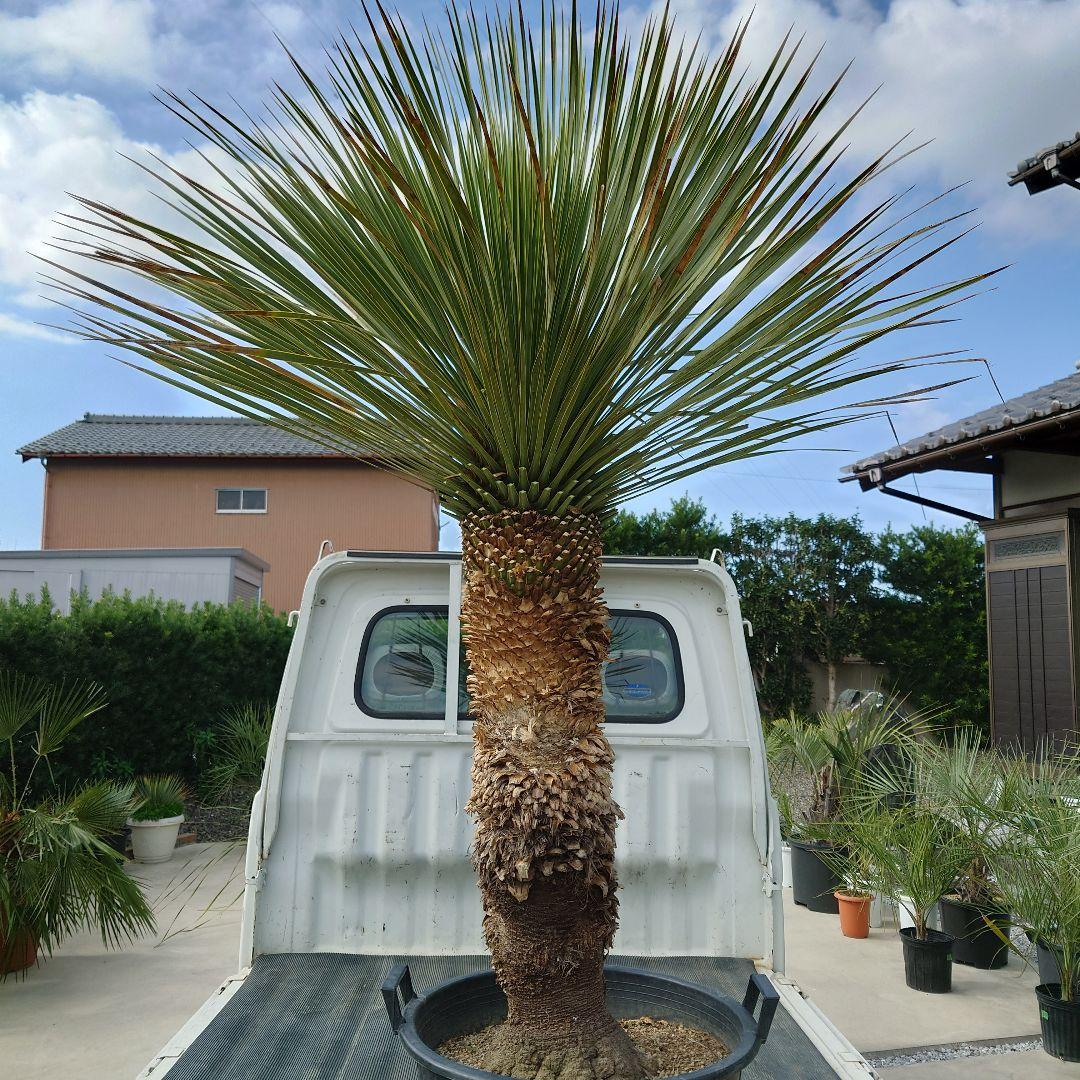 ユッカ ロストラータ 《Lサイズ・H=約1.55m・約48kg》304