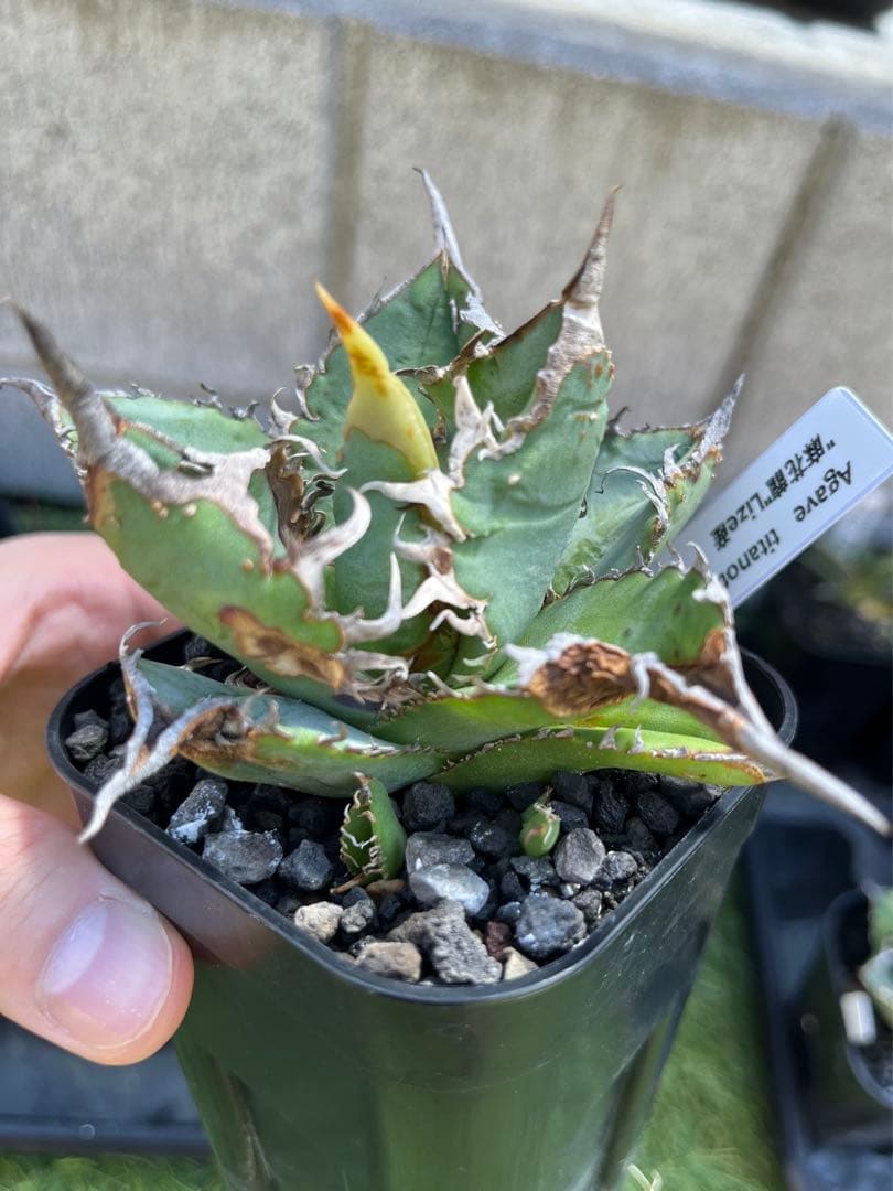 アガベ チタノタ 麻花龍（マカロン）Lize産 ムチプリ / 星空 金蟾 痘痘