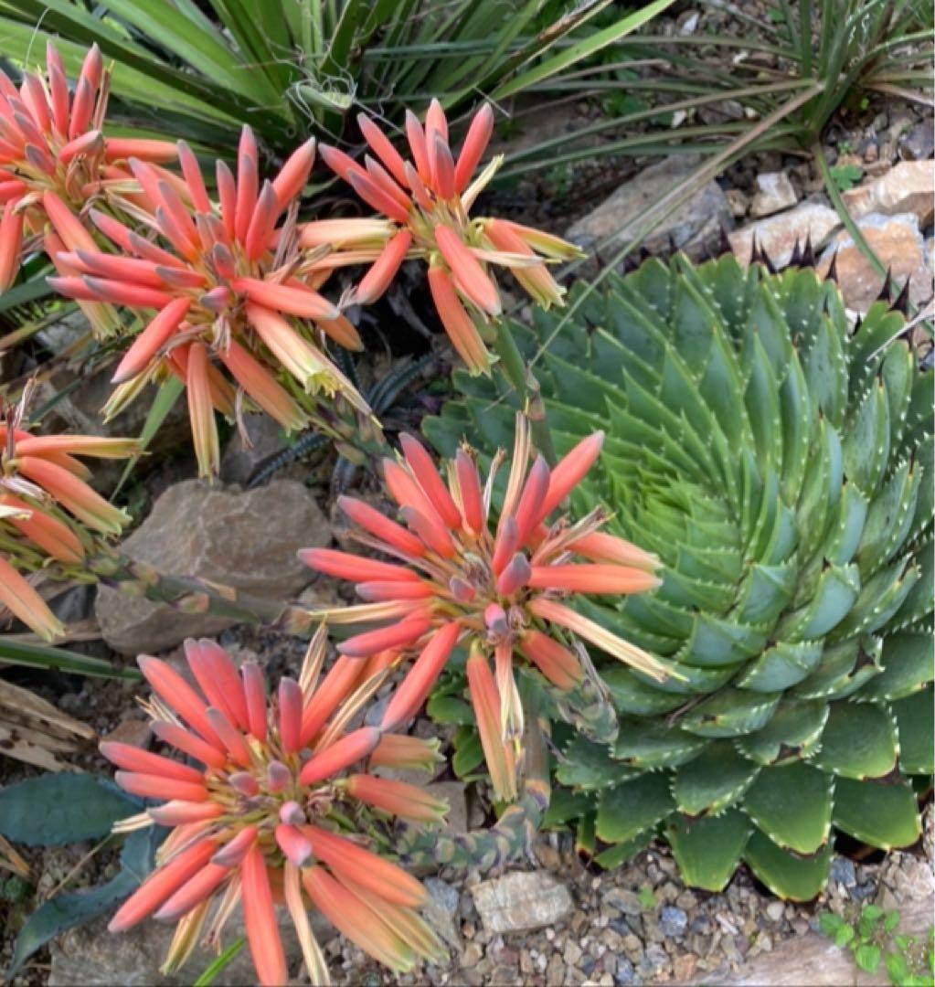 専用ページ耐寒性アロエ ポリフィラ純国産 種300粒◇南国ドライ