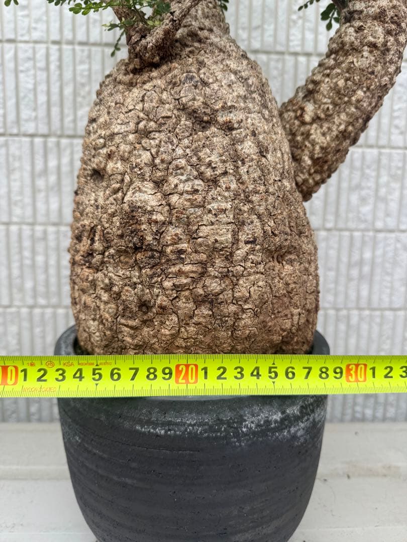 インボイス発行可 オペルクリカリア パキプス 幹幅18㎝ 発根済み 三州