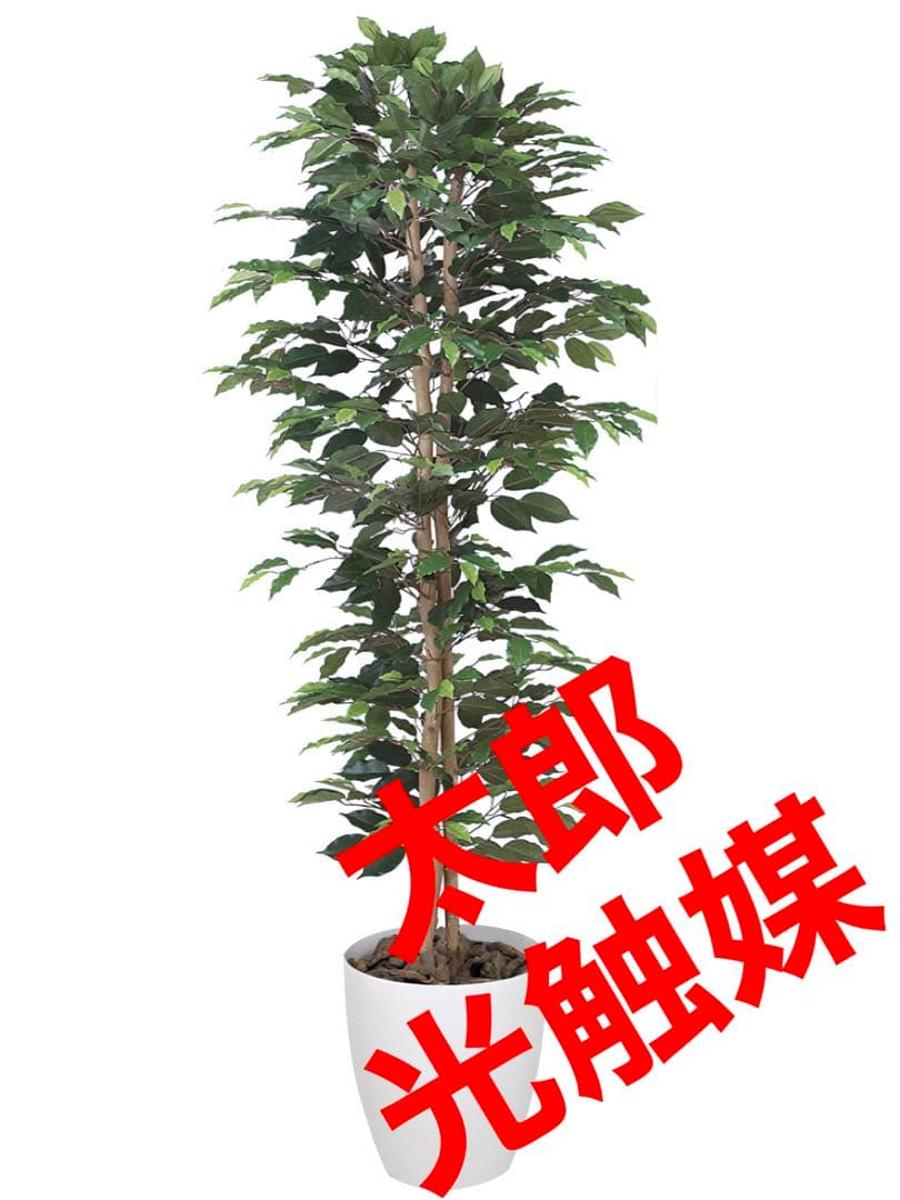 光触媒　人工観葉植物　フェイクグリーン　ベンジャミンスリム 1.8m