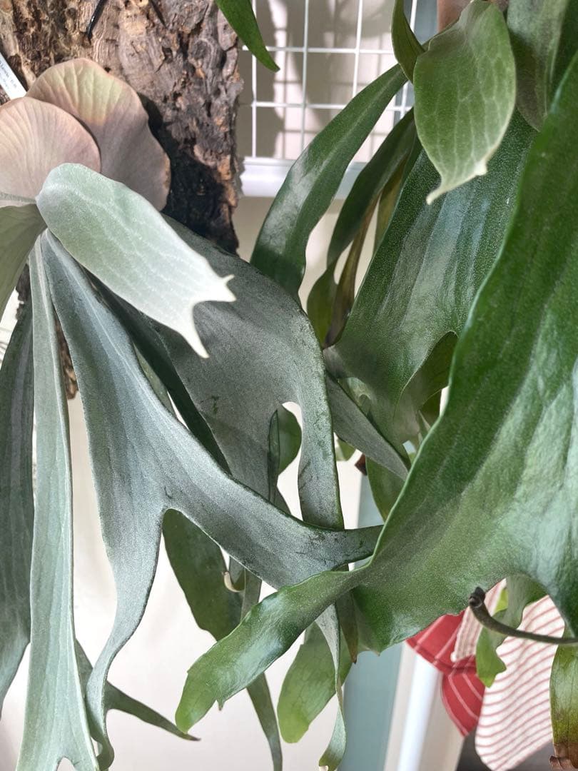 P. Mt.Lewis 白姫（ビカクシダ マウントルイス白姫） ※子株販売 - メルカリ