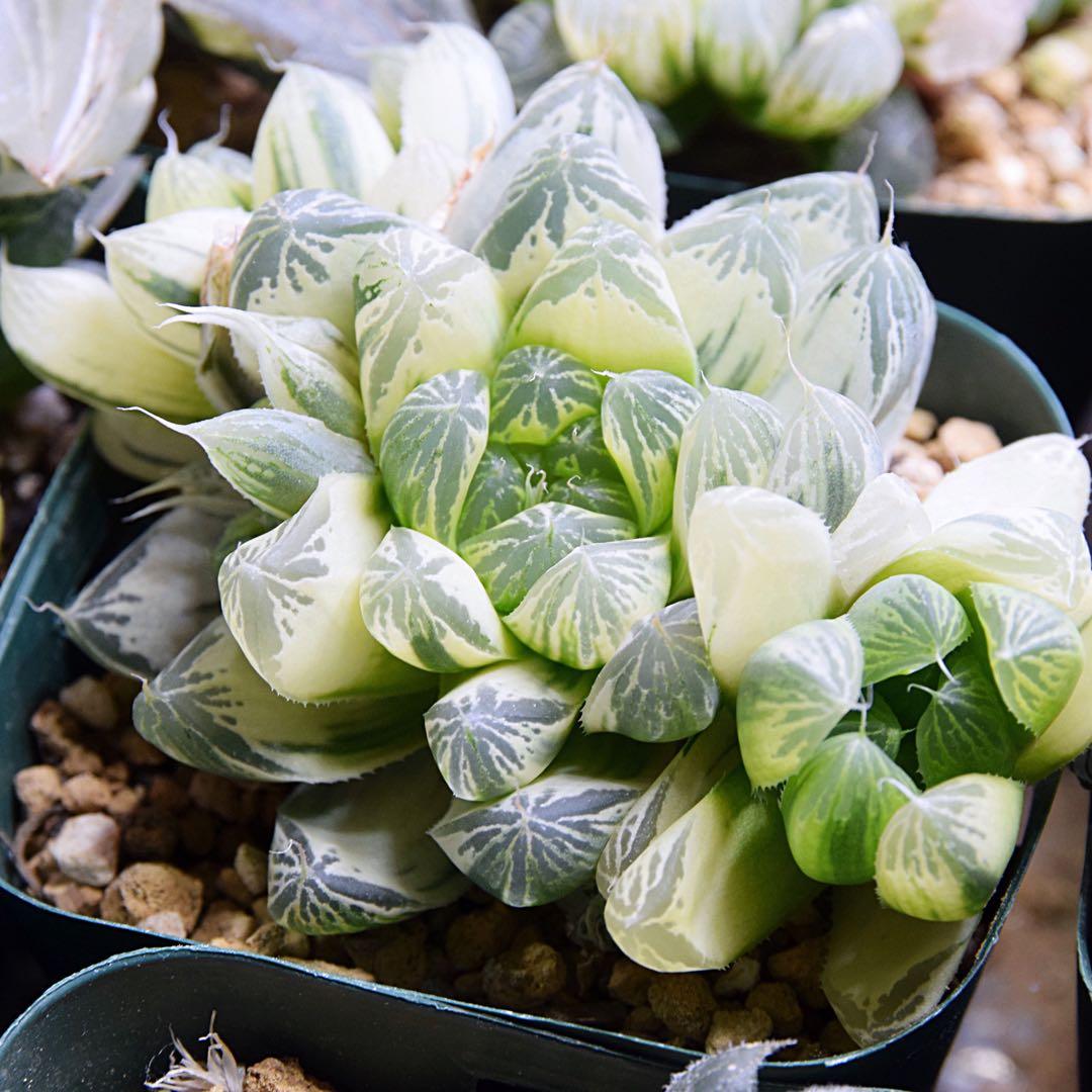 ハオルチア 白銀の露 極上斑 2024.11.15 ハオルチア “白銀の露” #haworthia #ハオルチア