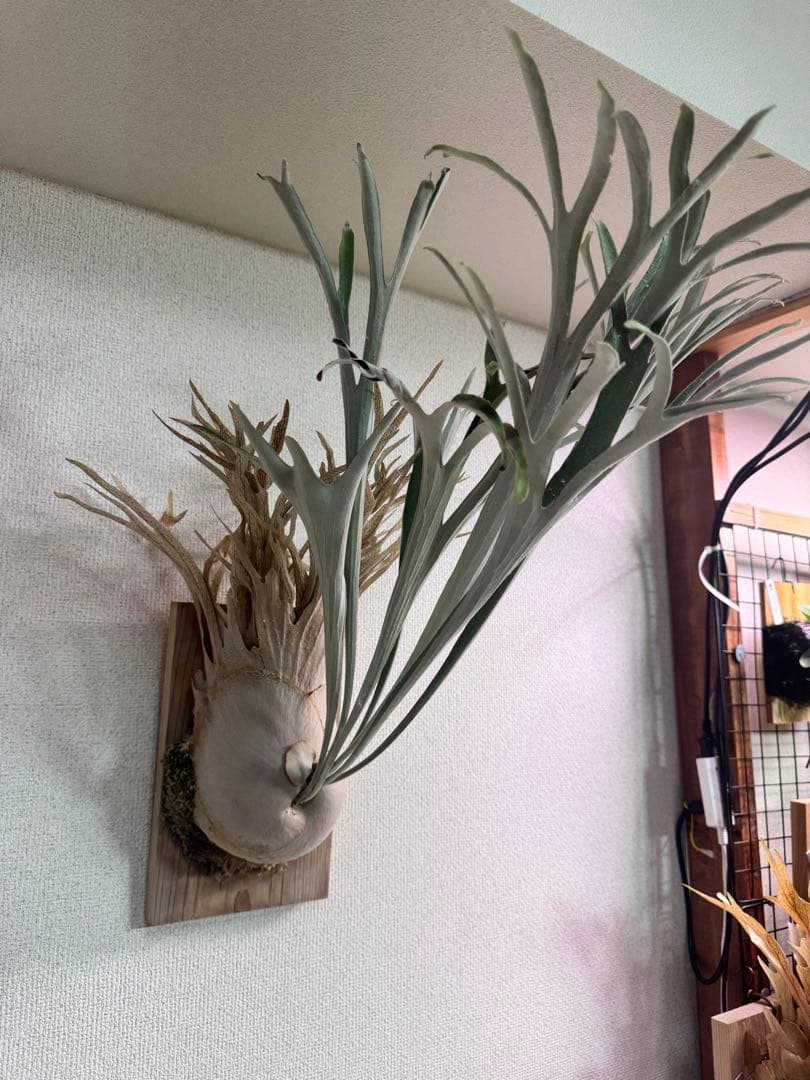P. veitchii wild Australia ビカクシダ