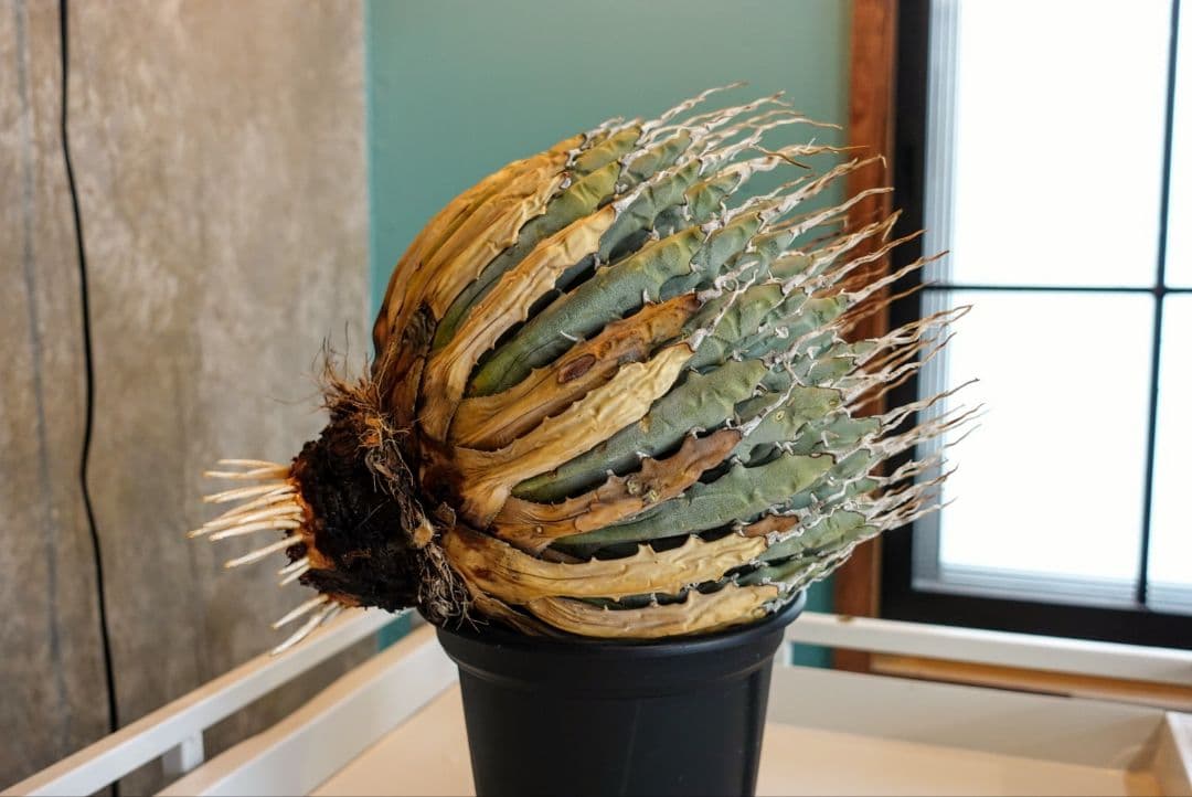 K*G様 【7号XXXLサイズ】発根屋史上最大級・最高のエボリスピナ・発根済の陽